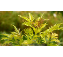 SAMBUCUS racemosa 'Sutherland Gold'