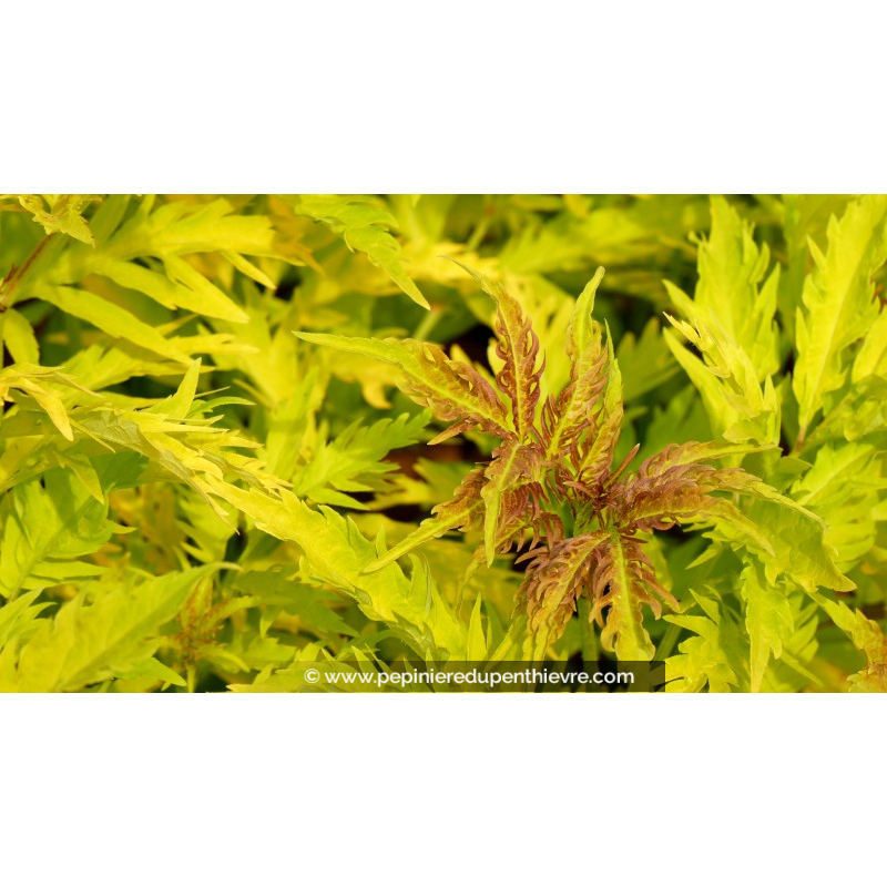 SAMBUCUS racemosa 'Sutherland Gold'