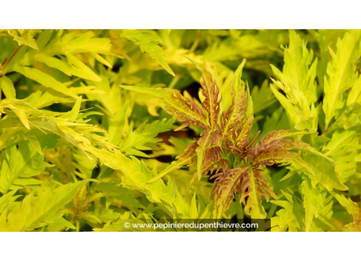 SAMBUCUS racemosa 'Sutherland Gold'