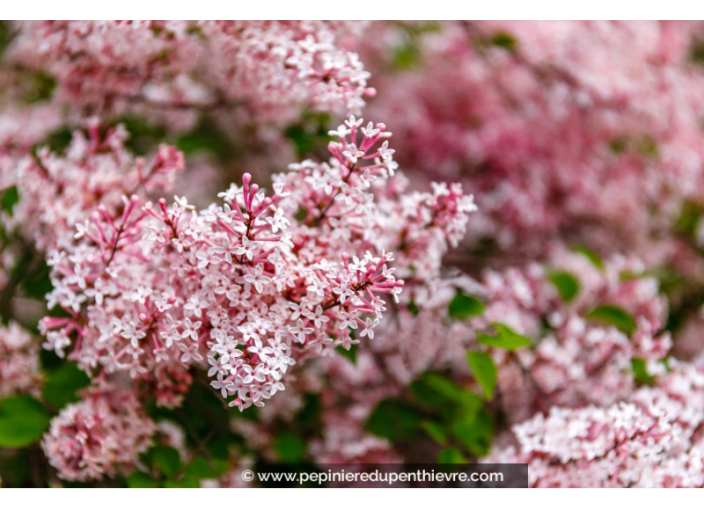 SYRINGA 'Josée'