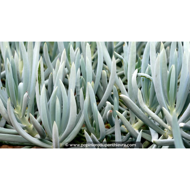 SENECIO mandraliscae