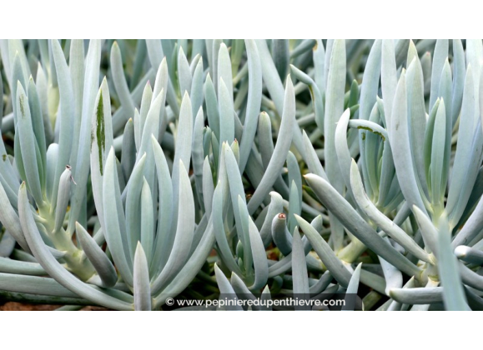 SENECIO mandraliscae