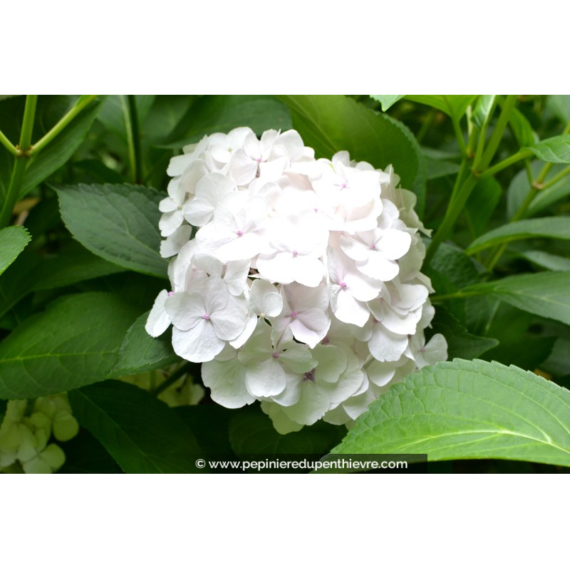 HYDRANGEA macrophylla 'Mme Émile Mouillère'