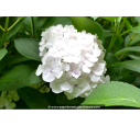 HYDRANGEA macrophylla 'Mme Émile Mouillère'