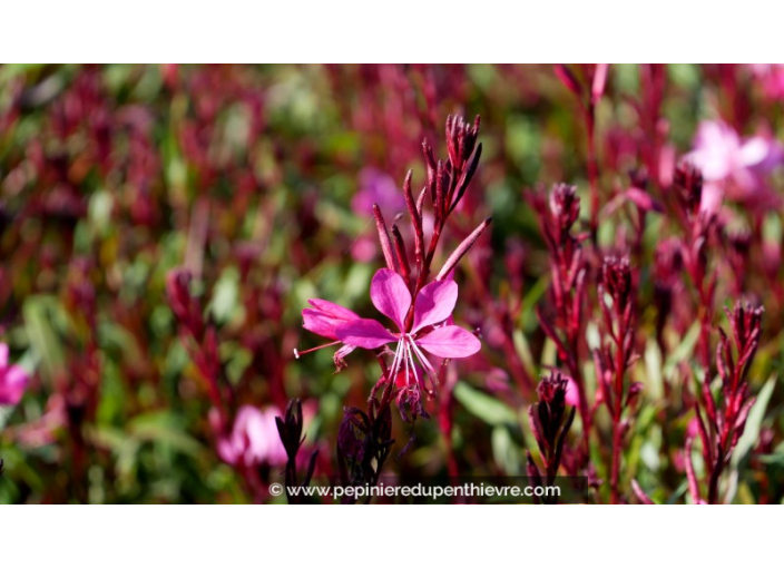 GAURA lindheimeri 'Lillipop Pink'