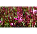 GAURA lindheimeri 'Lillipop Pink'