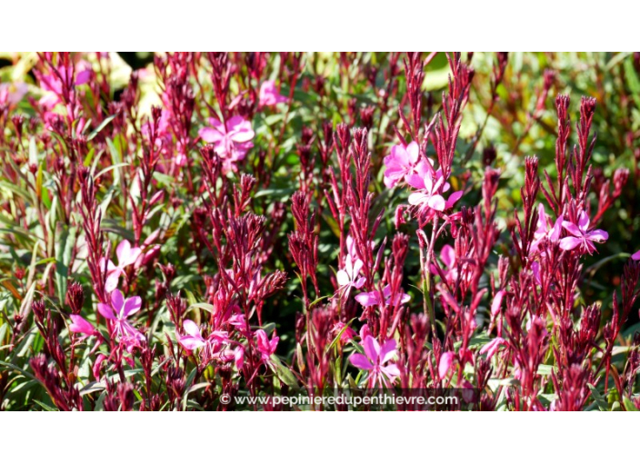 GAURA lindheimeri 'Lillipop Pink'