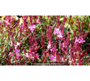 GAURA lindheimeri 'Lillipop Pink'