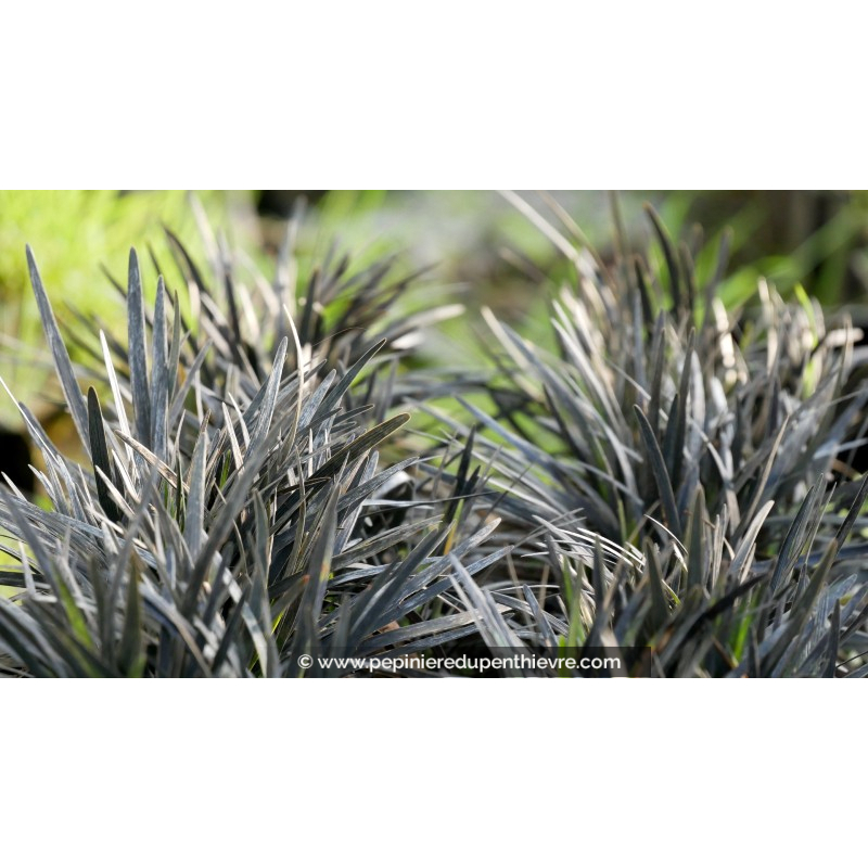 OPHIOPOGON planiscapus 'Black Dragon'