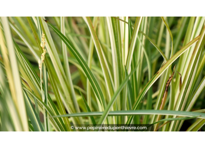 ANTHERICUM saundersiae 'Starlight' ANTHERICUM saundersiae 'Starlight'