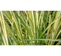 ANTHERICUM saundersiae 'Starlight' ANTHERICUM saundersiae 'Starlight'