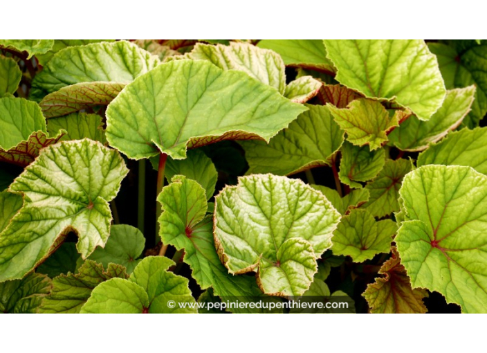 BEGONIA grandis evansiana BEGONIA grandis evansiana