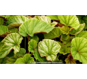 BEGONIA grandis evansiana BEGONIA grandis evansiana
