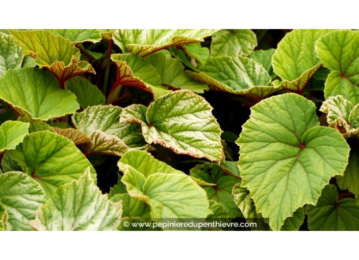 BEGONIA grandis evansiana BEGONIA grandis evansiana