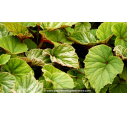 BEGONIA grandis evansiana BEGONIA grandis evansiana