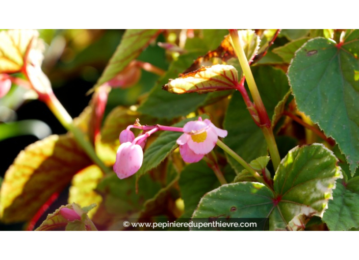 BEGONIA grandis evansiana