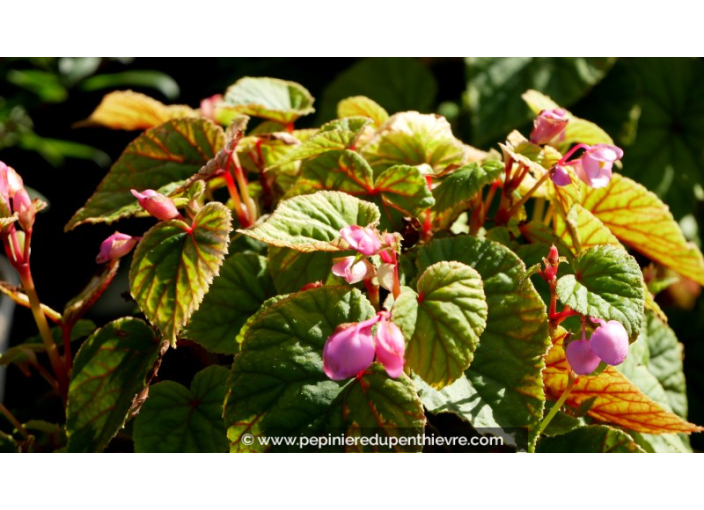 BEGONIA grandis evansiana BEGONIA grandis evansiana