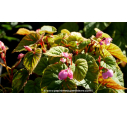 BEGONIA grandis evansiana BEGONIA grandis evansiana