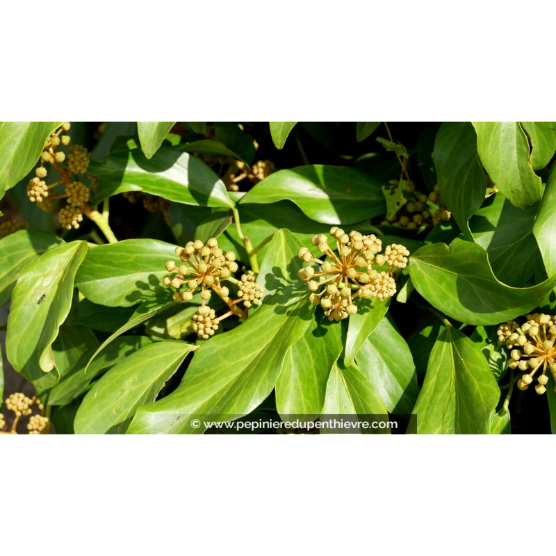 HEDERA colchica 'Arborescens'