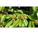 HEDERA colchica 'Arborescens' HEDERA colchica 'Arborescens'