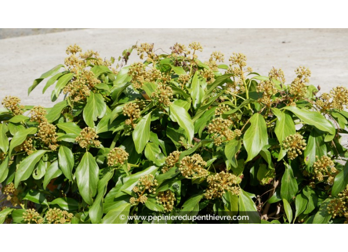 HEDERA colchica 'Arborescens' HEDERA colchica 'Arborescens'