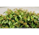 HEDERA colchica 'Arborescens' HEDERA colchica 'Arborescens'