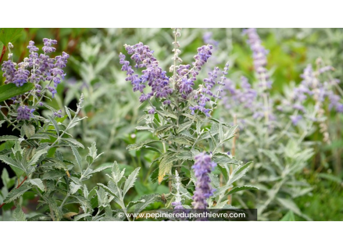 PEROVSKIA atriplicifolia 'Silvery Blue'®