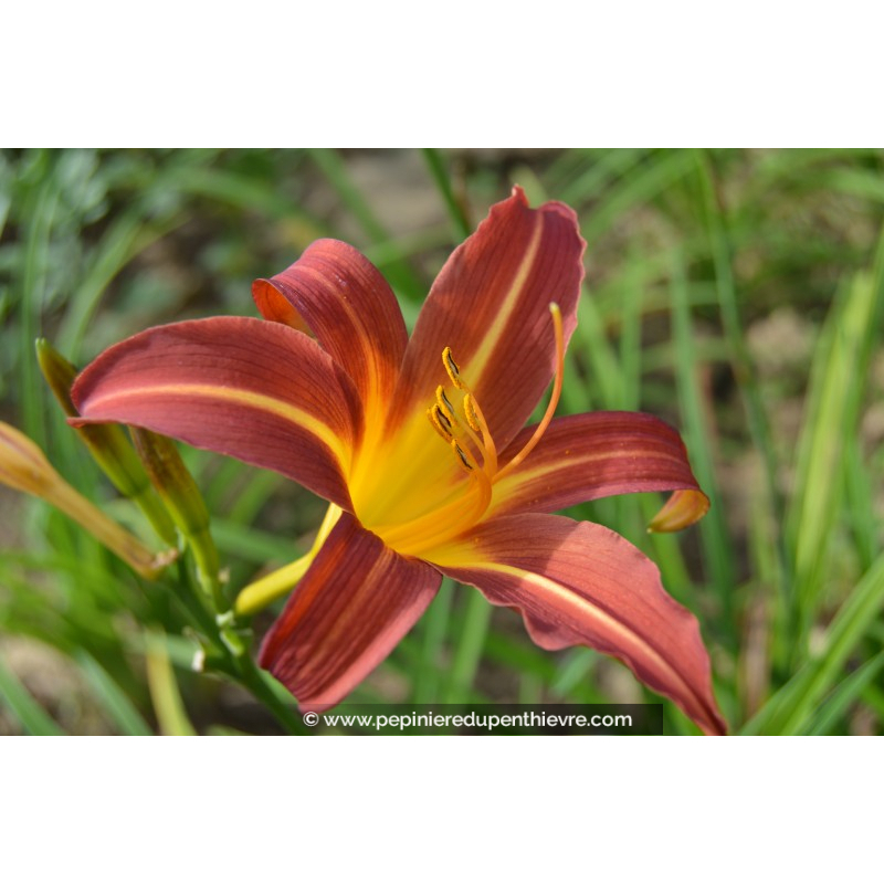 HEMEROCALLIS 'Autumn Red'