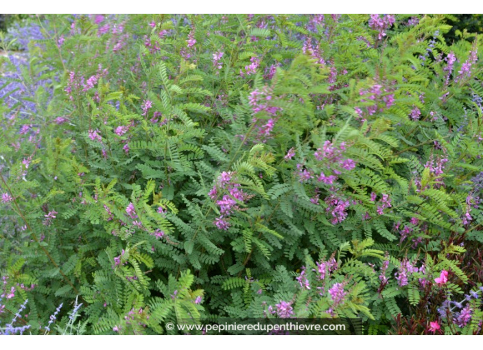 INDIGOFERA heterantha