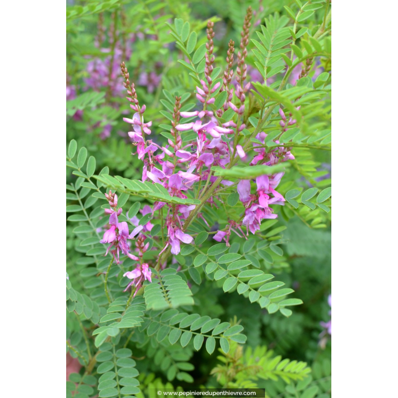 INDIGOFERA heterantha