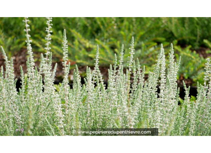 CALLUNA vulgaris 'Silver Knight'