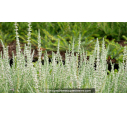 CALLUNA vulgaris 'Silver Knight'