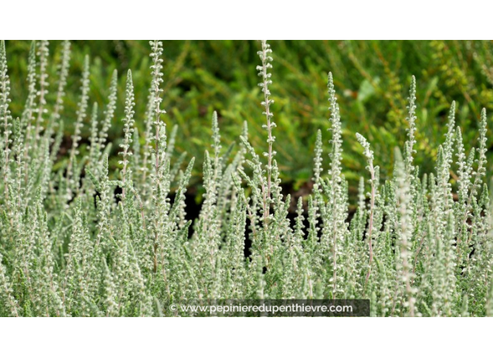 CALLUNA vulgaris 'Silver Knight'