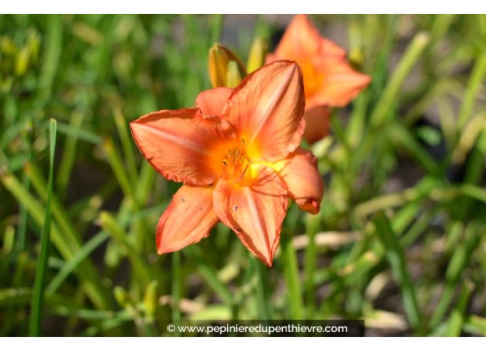 HEMEROCALLIS 'South Seas'