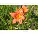 HEMEROCALLIS 'South Seas'