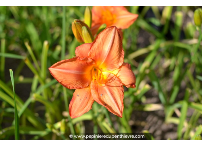 HEMEROCALLIS 'South Seas'