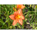 HEMEROCALLIS 'South Seas'