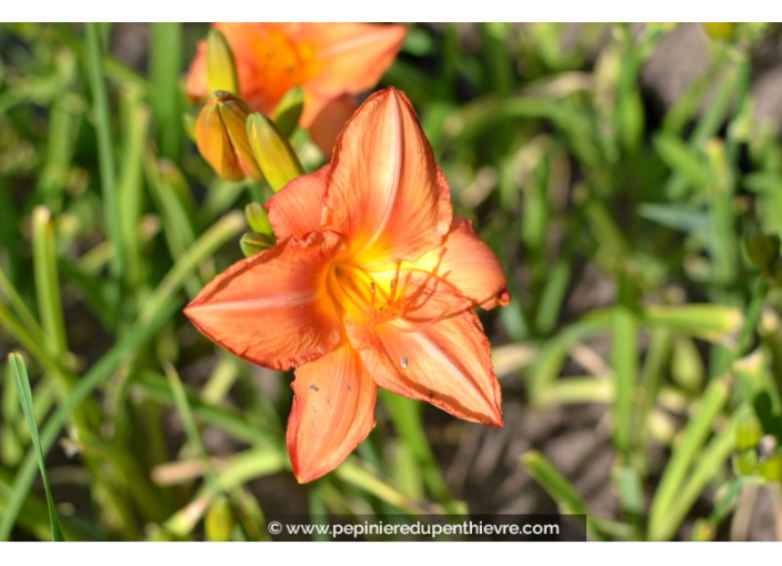 HEMEROCALLIS 'South Seas'
