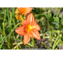 HEMEROCALLIS 'South Seas'