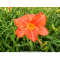 HEMEROCALLIS 'South Seas'
HEMEROCALLIS \'South Seas\'