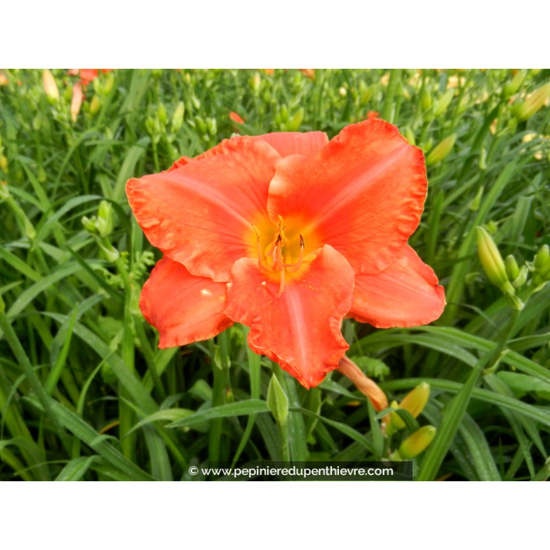 HEMEROCALLIS 'South Seas'