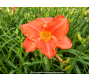 HEMEROCALLIS 'South Seas'