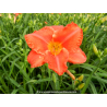 HEMEROCALLIS \'South Seas\'