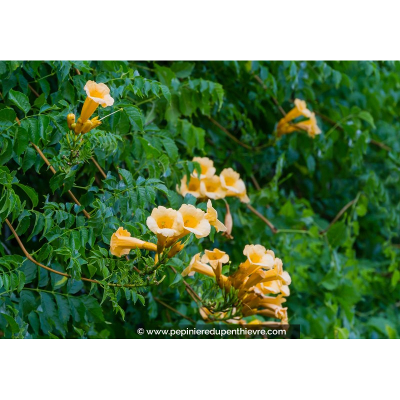 CAMPSIS radicans 'Flava'