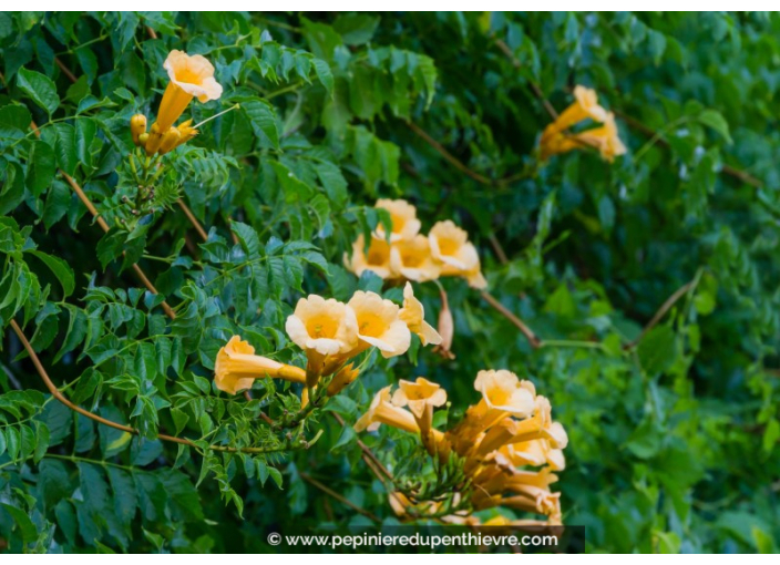 CAMPSIS radicans 'Flava'