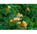 CAMPSIS radicans 'Flava'