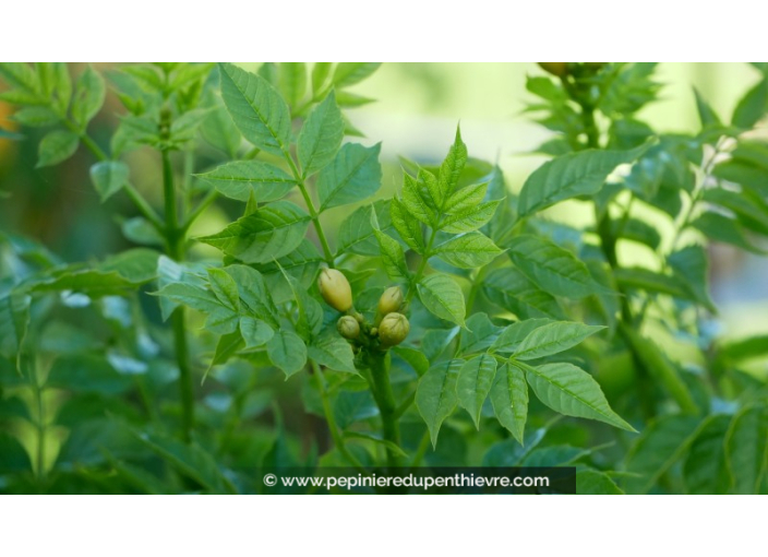 CAMPSIS radicans 'Flava'