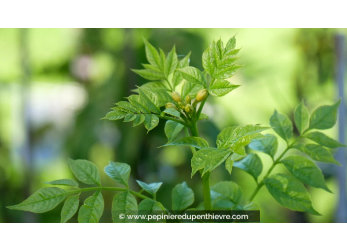 CAMPSIS radicans 'Flava'