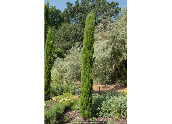 CUPRESSUS sempervirens 'Totem'