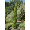 CUPRESSUS sempervirens \'Totem\'